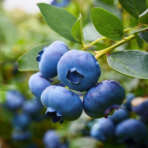 borowka-amerykanska-vaccinium-corymbosum-chandler-p9-zielonapara-sadzonka-duza-zdrowa-duze-owoce