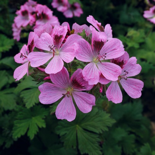 bodziszek-kantabryjski-geranium-cantabrigiense-cambridge-zielonapara-sadzonka-duza-zdrowa-fioletowe-kwiaty