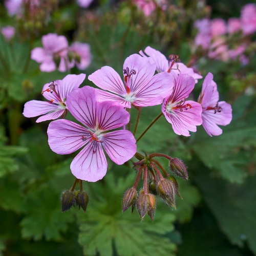 bodziszek-kantabryjski-geranium-cantabrigiense-cambridge-zielonapara-sadzonka-duza-zdrowa-fioletowe-kwiaty