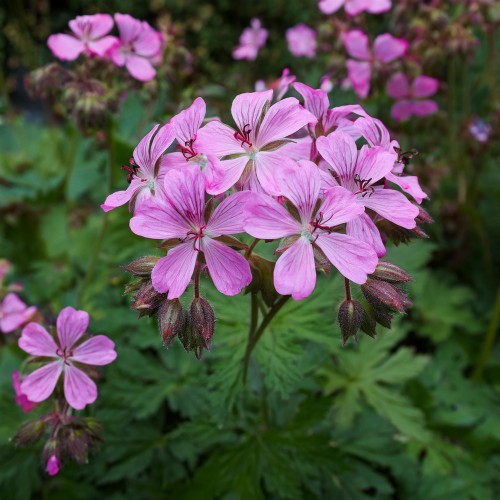 bodziszek-kantabryjski-geranium-cantabrigiense-cambridge-zielonapara-sadzonka-duza-zdrowa-fioletowe-kwiaty