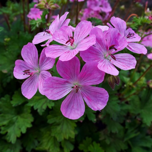 bodziszek-kantabryjski-geranium-cantabrigiense-cambridge-zielonapara-sadzonka-duza-zdrowa-fioletowe-kwiaty