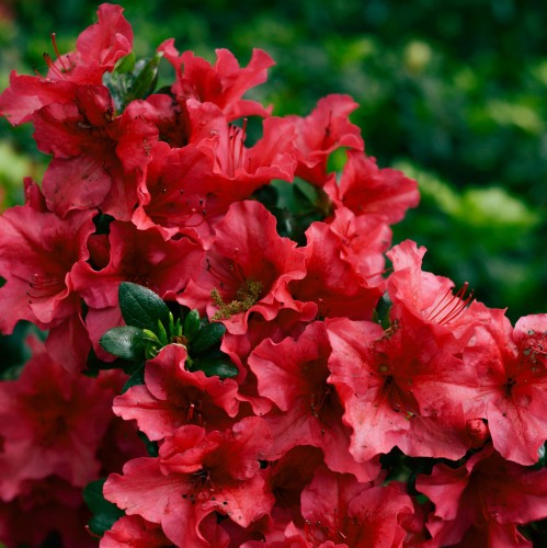 różanecznik-Rhododendron-zielonapara-zielona-para-sadzonka-0665.jpg