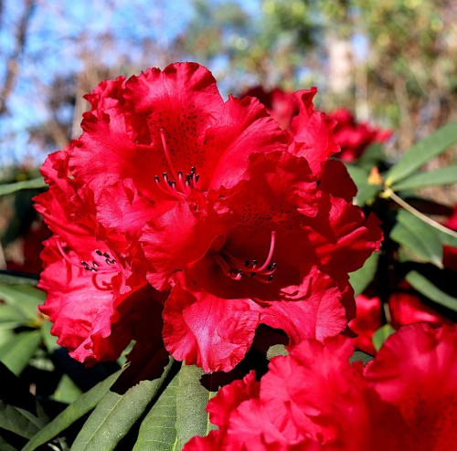 Różanecznik Cherry Kiss (Rhododendron)