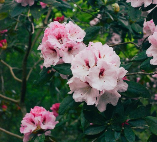 różanecznik-Rhododendron-zielonapara-zielona-para-sadzonka-0665.jpg