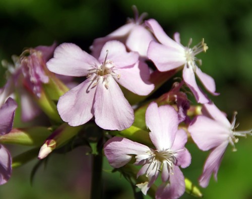 mydlnica-lekarska-saponaria-officinalis-rozowe-kwiaty-bylina-miododajna-sadzonka-sadzonki-zielona-para-zielonapara