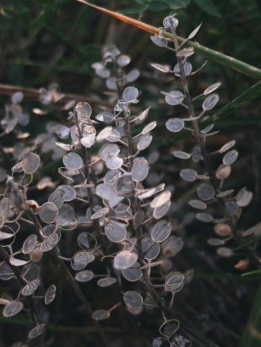 miesiecznica-roczna-lunaria-annua-srebrzyste-owoce-roslina-dwuletnia-sadzonka-sadzonki-zielona-para-zielonapara
