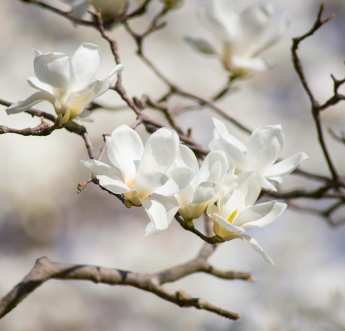 magnolia-loebnera-merrill-magnolia-loebneri-biale-gwiazdziste-kwiaty-drzewo-ozdobne-sadzonka-sadzonki-zielona-para-zielonapara
