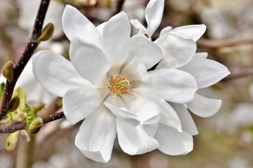 magnolia-loebnera-merrill-magnolia-loebneri-biale-gwiazdziste-kwiaty-drzewo-ozdobne-sadzonka-sadzonki-zielona-para-zielonapara