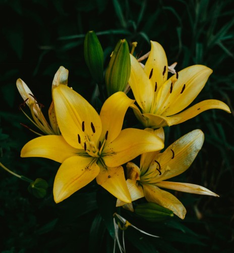 Lilia azjatycka Yellow Power