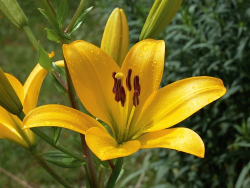 flower-5828291_1920.jpg