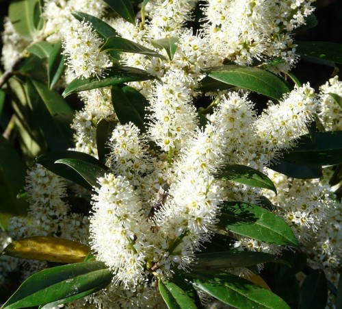 laurowisnia-wschodnia-zabeliana-prunus-laurocerasus-zimozielone-liscie-niski-rozlozysty-krzew-sadzonka-sadzonki-zielona-para-zielonapara