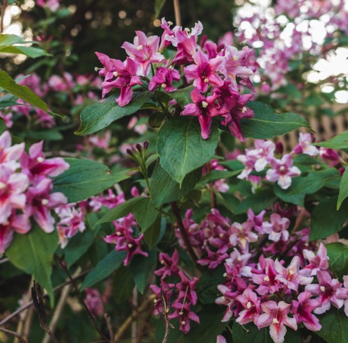 Krzewuszka cudowna Rumba 