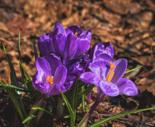 krokus