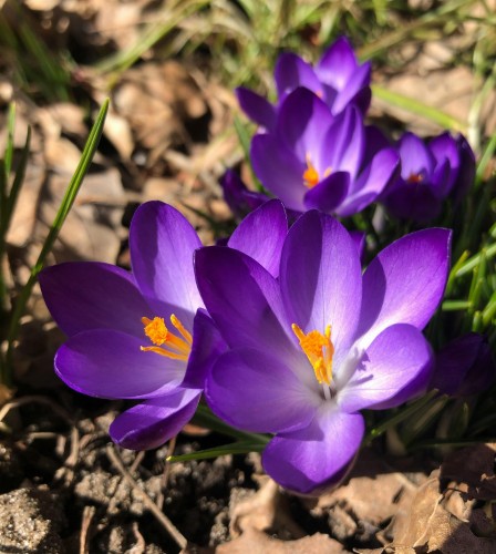 Krokus Flower Record