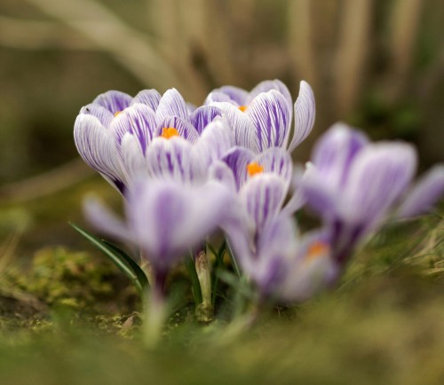 Krokus Pickwick 