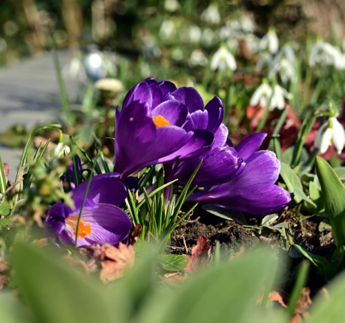 krokus