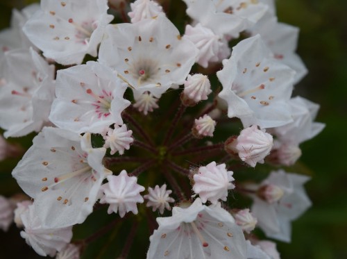 kalmia-szerokolistna-elf-kalmia-latifolia-rozowe-kwiaty-krzew-zimozielony-sadzonka-sadzonki-zielona-para-zielonapara