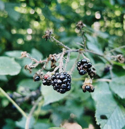 jezyna-bezkolcowa-loch-ness-rubus-fruticosus-bezkolcowa-czarne-owoce-krzew-owocowy-sadzonka-sadzonki-zielona-para-zielonapara