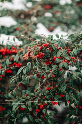 irga-pozioma-Cotoneaster-horizontalis-zielonapara-zielona-para-sadzonka-0295.jpg