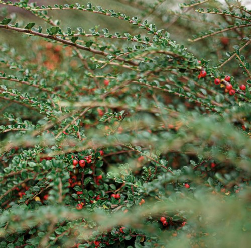 irga-wierzbolistna-cotoneaster-salicifolius-parkteppich-zielonapara-sadzonka-duza-zdrowa-biale-kwiaty-czerwone-owoce