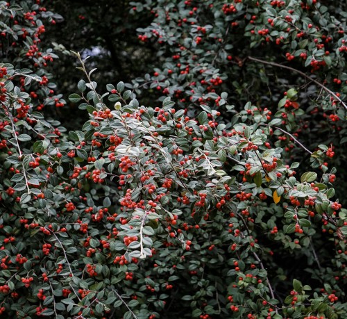 irga-pozioma-Cotoneaster-horizontalis-zielonapara-zielona-para-sadzonka-0295.jpg