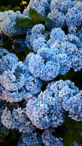 hortensja-ogrodowa-early-blue-hydrangea-macrophylla-niebieskie-kwiaty-krzew-ozdobny-sadzonka-sadzonki-zielona-para-zielonapara