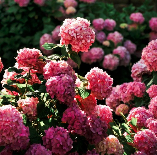 Hortensja ogrodowa Hot Red