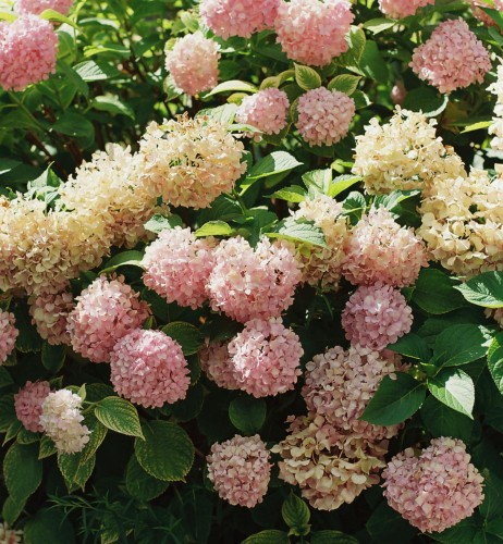 Hortensja bukietowa Pink Diamond