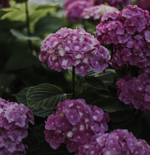 hortensja-ogrodowa-alpengluhen-hydrangea-macrophylla-czerwono-rozowe-kwiaty-krzew-ozdobny-sadzonka-sadzonki-zielona-para-zielonapara