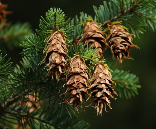 daglezja-zielona-pseudotsuga-menziessi-zielone-iglaki-wysokie-drzewo-iglaste-sadzonka-sadzonki-zielona-para-zielonapara