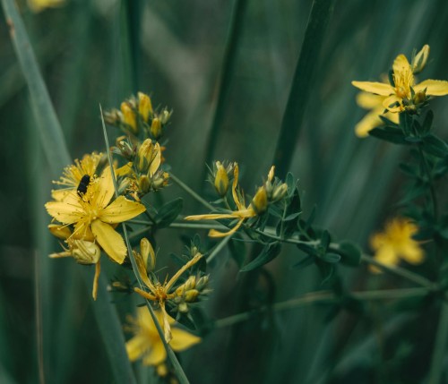 dziurawiec-hidcote-gold-hypericum-perforatum-zolte-kwiaty-bylina-ozdobna-sadzonka-sadzonki-zielona-para-zielonapara