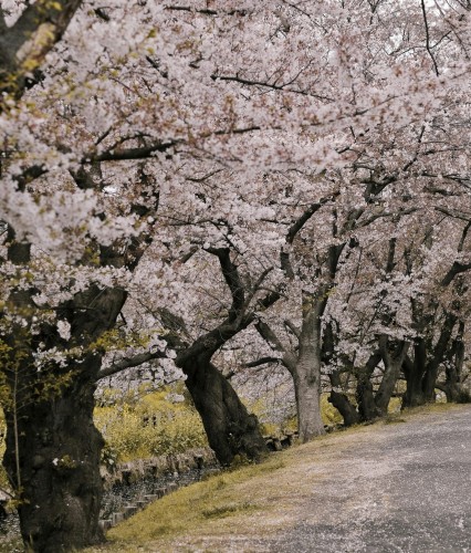 czereśnia-lapins-prunus-avium-czerwone-owoce-drzewo-owocowe-sadzonka-sadzonki-zielona-para-zielonapara