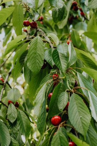 czereśnia-lapins-prunus-avium-czerwone-owoce-drzewo-owocowe-sadzonka-sadzonki-zielona-para-zielonapara