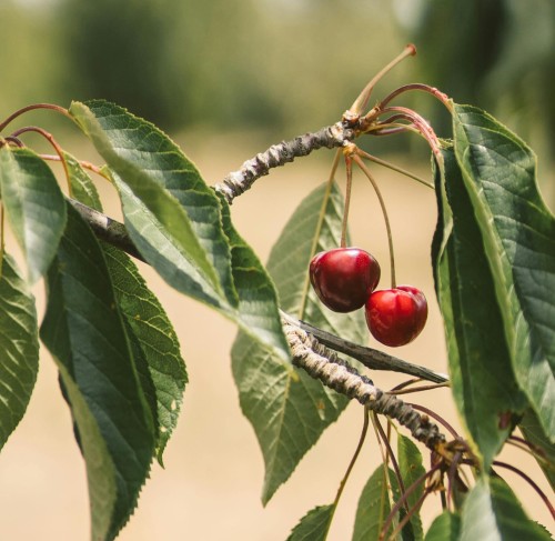 czereśnia-lapins-prunus-avium-czerwone-owoce-drzewo-owocowe-sadzonka-sadzonki-zielona-para-zielonapara