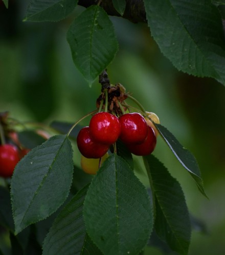 czereśnia-lapins-prunus-avium-czerwone-owoce-drzewo-owocowe-sadzonka-sadzonki-zielona-para-zielonapara