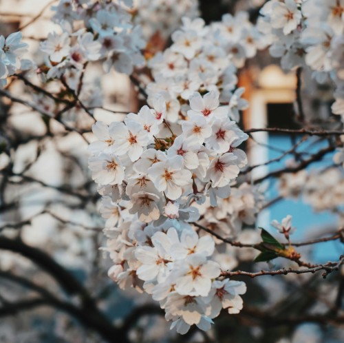 czereśnia-lapins-prunus-avium-czerwone-owoce-drzewo-owocowe-sadzonka-sadzonki-zielona-para-zielonapara