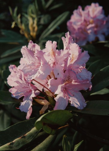 azalia-Azalea-Azalea-zielonapara-zielona-para-sadzonka-.jpg
