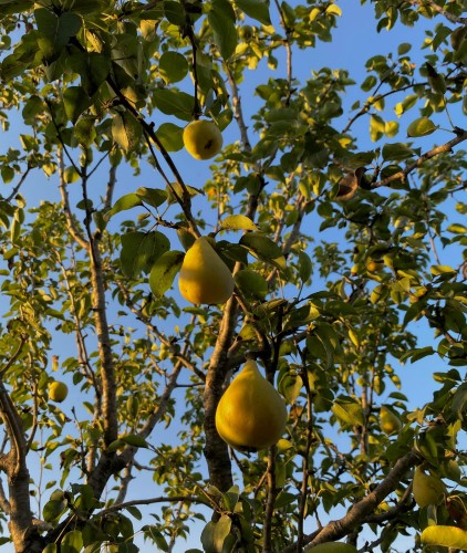 grusza-lipcowka-pyrus-communis-wczesna-soczysta-slodka-odmiana-letnia-sadzonka-sadzonki-zielona-para-zielonapara