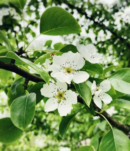 grusza-lipcowka-pyrus-communis-wczesna-soczysta-slodka-odmiana-letnia-sadzonka-sadzonki-zielona-para-zielonapara
