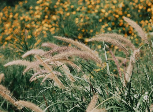 rozplenica-wschodnia-fairy-tails-pennisetum-alopecuroides-kremowe-ozdobne-kwiatostany-ozdobna-trawa-bylina-sadzonka-sadzonki-zielona-para-zielonapara