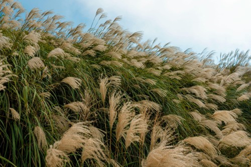miskant-olbrzymi-Miscanthus-sinensis-meidl-zielonapara-zielona-para-sadzonka-0556.jpg