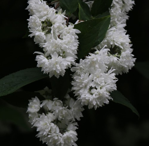 żylistek-Deutzia-Deutzia-nikko-zielonapara-zielona-para-sadzonka-0566.jpg
