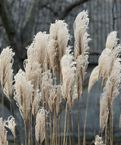miskant-chiński-memory-Miscanthus-sinensis-zielonapara-zielona-para-sadzonka-0245.jpg