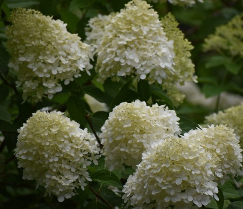 Hortensja bukietowa Skyfall