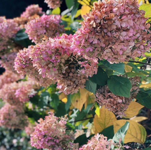 Hortensja bukietowa Samarskaja Lidia