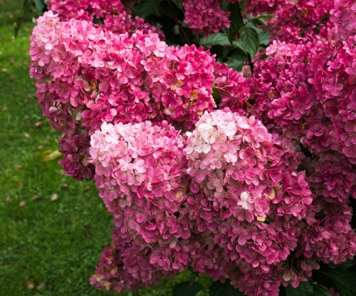 hortensja-bukietowa-living-pinky-promise-hydrangea-paniculata-kompaktowa-rozowe-delikatne-wiechy-obfite-kwitnienie-sadzonka-sadzonki-zielona-para-zielonapara