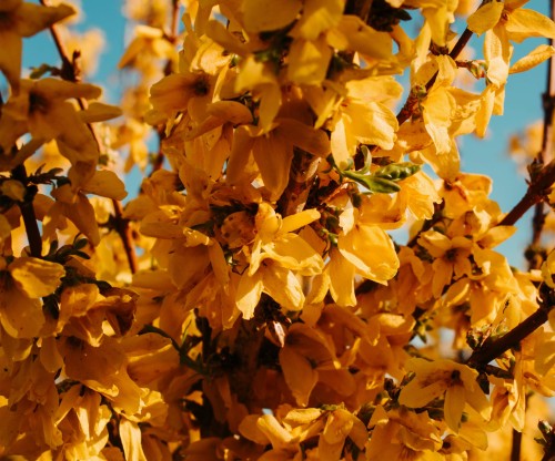 forsycja-Forsythia-Forsythia-zielonapara-zielona-para-sadzonka-0591.jpg