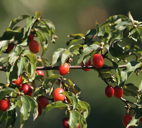 dewren-jadalny-rubus-caesius-sadzonka-zielona-para