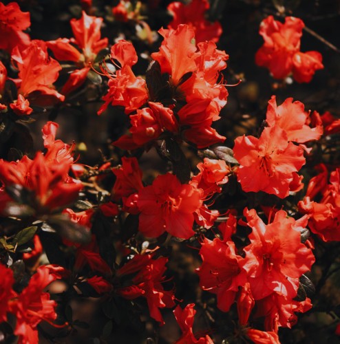 azalia-japońska-Azalea-japonica-evita-zielonapara-zielona-para-sadzonka-0424.jpg