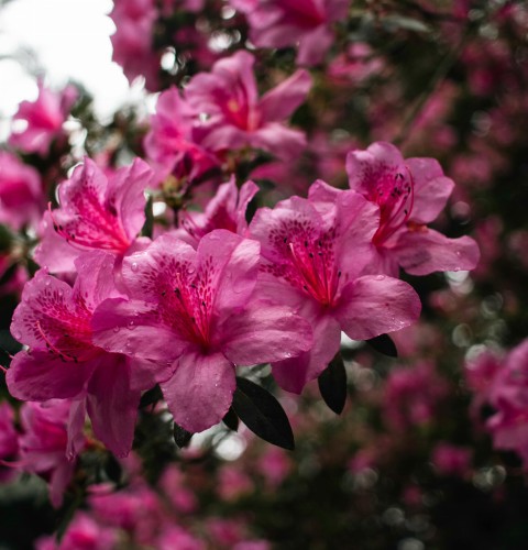 azalia-japońska-Azalea-japonica-zielonapara-zielona-para-sadzonka-0425.jpg